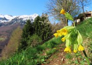 Spettacolo di fiori ai prati della Pigolotta di Valtorta-12apr24  - FOTOGALLERY